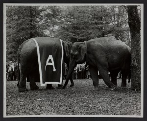 Elephants, one wearing an Alabama drape, on the Quad for Homecoming