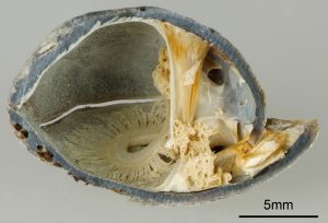 Title: Into the Shell Submitted by Dr.Alberto-Perez Huerta Geological Sciences Cross section of a brachiopod shell, collected in Friday Harbor, Washington State (USA)